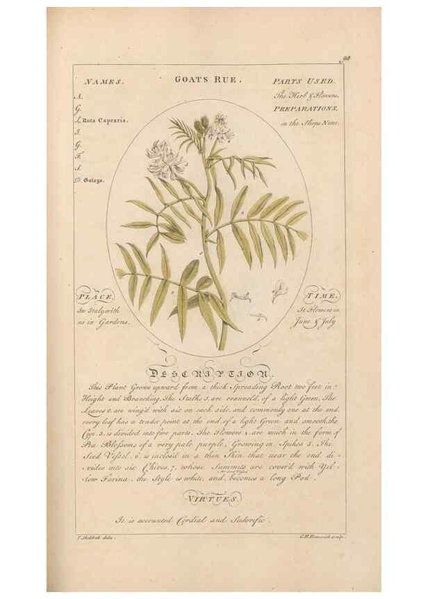 Reproducción/Reproduction 49788081896: Botanicum medicinale :. London :Printed for J. Millan, opposite the Admiralty, Whitehall,[1768?]. 