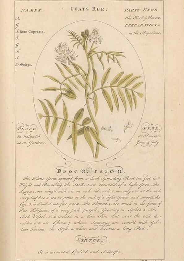 Reproducción/Reproduction 49788081896: Botanicum medicinale :. London :Printed for J. Millan, opposite the Admiralty, Whitehall,[1768?]. 
