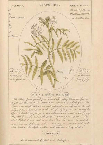 Reproducción/Reproduction 49788081896: Botanicum medicinale :. London :Printed for J. Millan, opposite the Admiralty, Whitehall,[1768?]. 