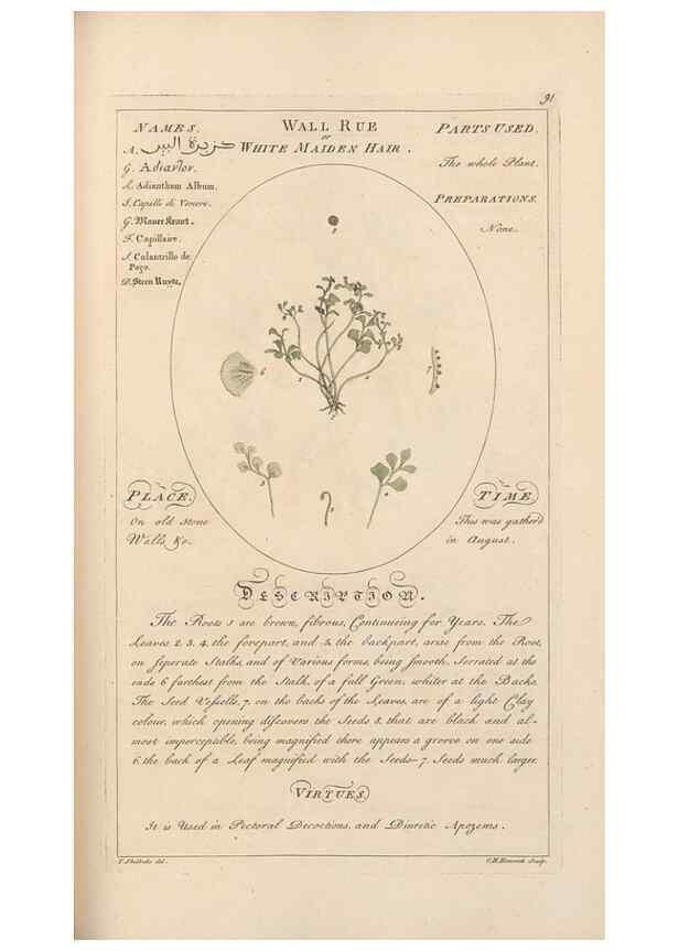 Reproducción/Reproduction 49788402167: Botanicum medicinale :. London :Printed for J. Millan, opposite the Admiralty, Whitehall,[1768?]. 
