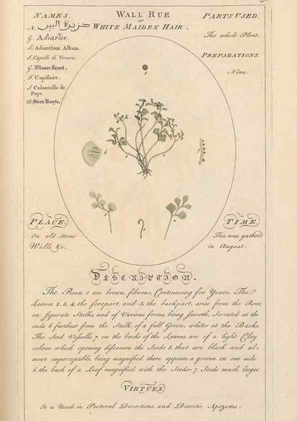 Reproducción/Reproduction 49788402167: Botanicum medicinale :. London :Printed for J. Millan, opposite the Admiralty, Whitehall,[1768?]. 