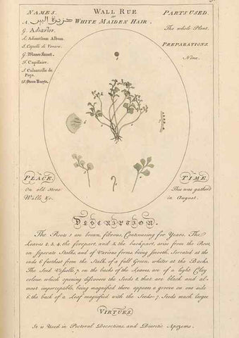 Reproducción/Reproduction 49788402167: Botanicum medicinale :. London :Printed for J. Millan, opposite the Admiralty, Whitehall,[1768?]. 