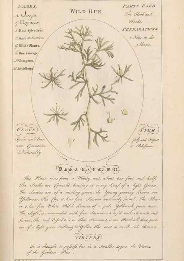 Reproducción/Reproduction 49787541683: Botanicum medicinale :. London :Printed for J. Millan, opposite the Admiralty, Whitehall,[1768?]. 