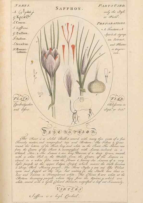 Reproducción/Reproduction 49788082456: Botanicum medicinale :. London :Printed for J. Millan, opposite the Admiralty, Whitehall,[1768?]. 