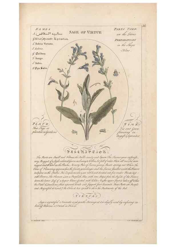 Reproducción/Reproduction 49787542008: Botanicum medicinale :. London :Printed for J. Millan, opposite the Admiralty, Whitehall,[1768?]. 