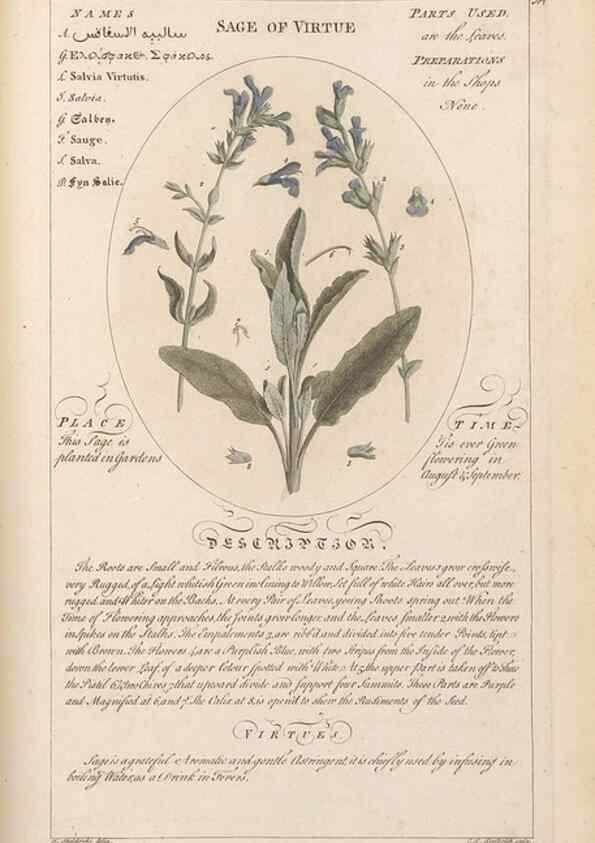Reproducción/Reproduction 49787542008: Botanicum medicinale :. London :Printed for J. Millan, opposite the Admiralty, Whitehall,[1768?]. 