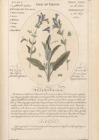 Reproducción/Reproduction 49787542008: Botanicum medicinale :. London :Printed for J. Millan, opposite the Admiralty, Whitehall,[1768?]. 