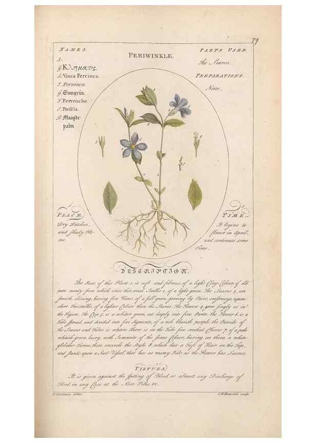 Reproducción/Reproduction 49788399712: Botanicum medicinale :. London :Printed for J. Millan, opposite the Admiralty, Whitehall,[1768?]. 