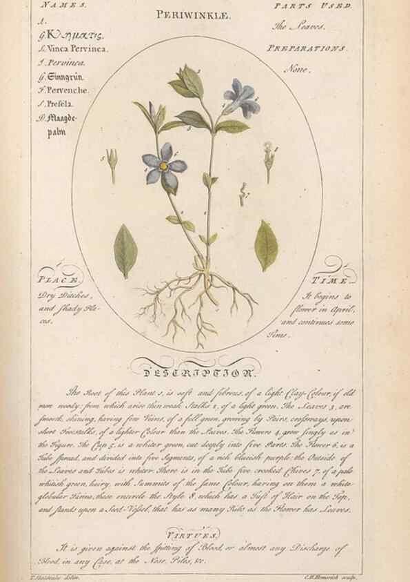 Reproducción/Reproduction 49788399712: Botanicum medicinale :. London :Printed for J. Millan, opposite the Admiralty, Whitehall,[1768?]. 