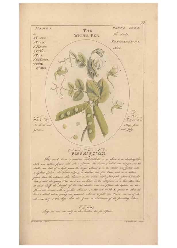 Reproducción/Reproduction 49787538878: Botanicum medicinale :. London :Printed for J. Millan, opposite the Admiralty, Whitehall,[1768?]. 