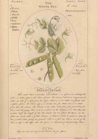 Reproducción/Reproduction 49787538878: Botanicum medicinale :. London :Printed for J. Millan, opposite the Admiralty, Whitehall,[1768?]. 