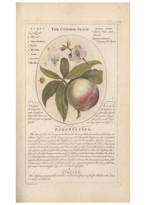 Reproducción/Reproduction 49788079306: Botanicum medicinale :. London :Printed for J. Millan, opposite the Admiralty, Whitehall,[1768?]. 