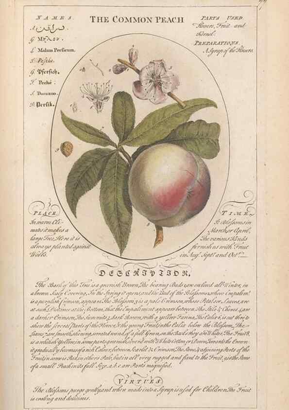 Reproducción/Reproduction 49788079306: Botanicum medicinale :. London :Printed for J. Millan, opposite the Admiralty, Whitehall,[1768?]. 