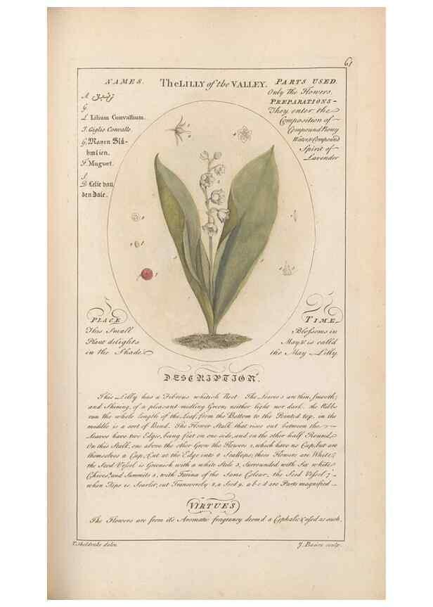 Reproducción/Reproduction 49788076086: Botanicum medicinale :. London :Printed for J. Millan, opposite the Admiralty, Whitehall,[1768?]. 