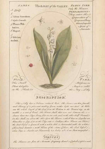 Reproducción/Reproduction 49788076086: Botanicum medicinale :. London :Printed for J. Millan, opposite the Admiralty, Whitehall,[1768?]. 
