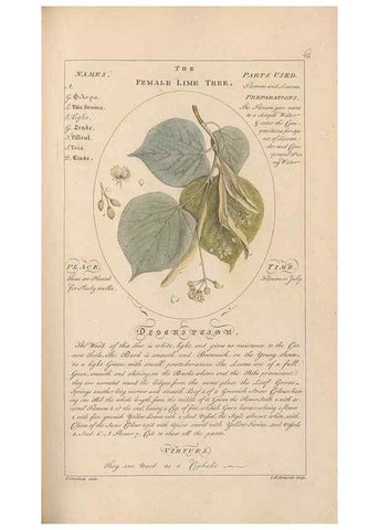 Reproducción/Reproduction 49787535683: Botanicum medicinale :. London :Printed for J. Millan, opposite the Admiralty, Whitehall,[1768?]. 