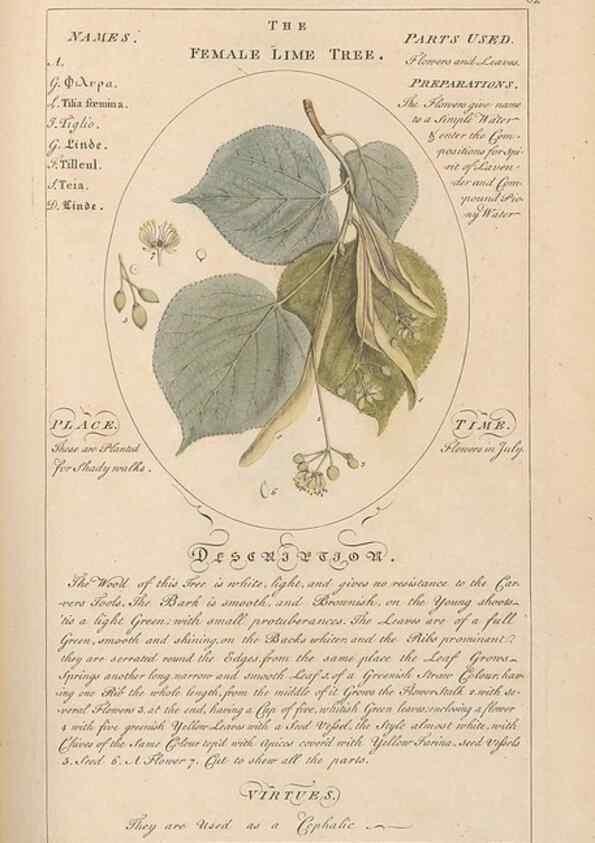 Reproducción/Reproduction 49787535683: Botanicum medicinale :. London :Printed for J. Millan, opposite the Admiralty, Whitehall,[1768?]. 