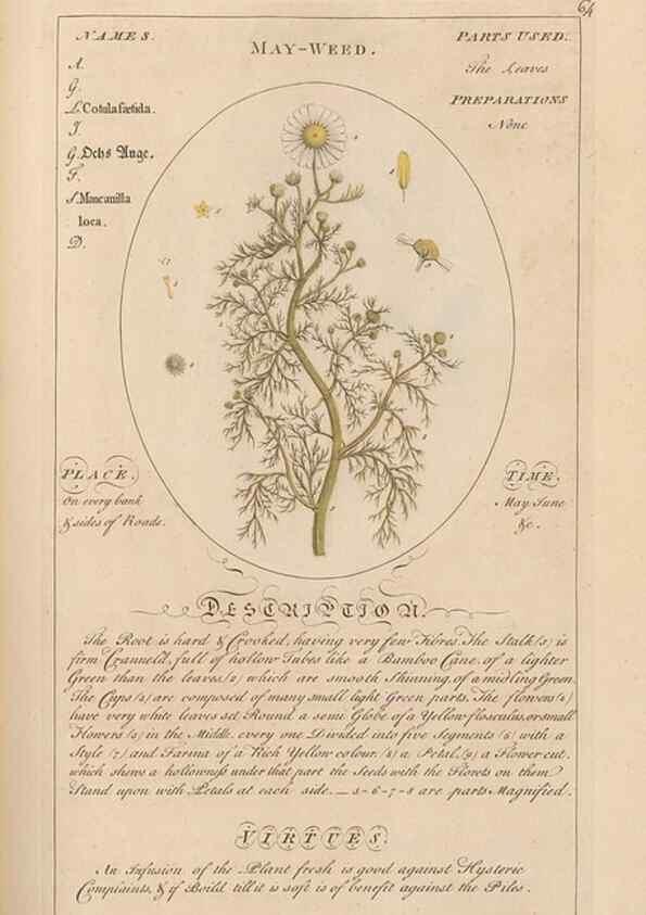 Reproducción/Reproduction 49788397077: Botanicum medicinale :. London :Printed for J. Millan, opposite the Admiralty, Whitehall,[1768?]. 