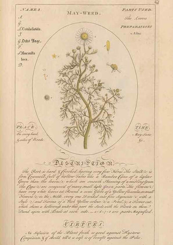 Reproducción/Reproduction 49788397077: Botanicum medicinale :. London :Printed for J. Millan, opposite the Admiralty, Whitehall,[1768?]. 
