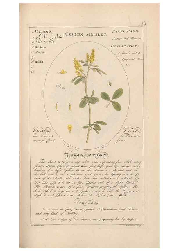 Reproducción/Reproduction 49788397237: Botanicum medicinale :. London :Printed for J. Millan, opposite the Admiralty, Whitehall,[1768?]. 