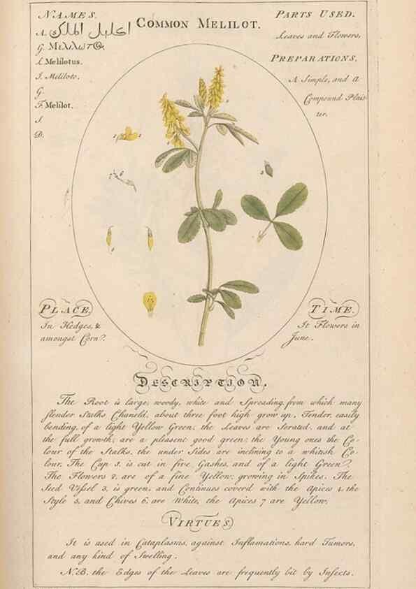 Reproducción/Reproduction 49788397237: Botanicum medicinale :. London :Printed for J. Millan, opposite the Admiralty, Whitehall,[1768?]. 