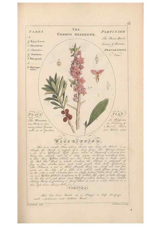 Reproducción/Reproduction 49788077106: Botanicum medicinale :. London :Printed for J. Millan, opposite the Admiralty, Whitehall,[1768?]. 