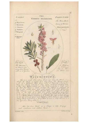 Reproducción/Reproduction 49788077106: Botanicum medicinale :. London :Printed for J. Millan, opposite the Admiralty, Whitehall,[1768?]. 