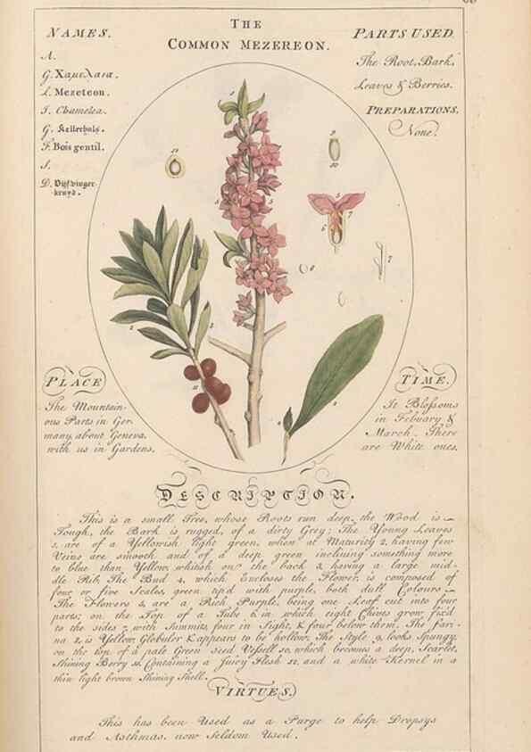Reproducción/Reproduction 49788077106: Botanicum medicinale :. London :Printed for J. Millan, opposite the Admiralty, Whitehall,[1768?]. 