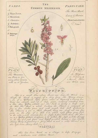 Reproducción/Reproduction 49788077106: Botanicum medicinale :. London :Printed for J. Millan, opposite the Admiralty, Whitehall,[1768?]. 