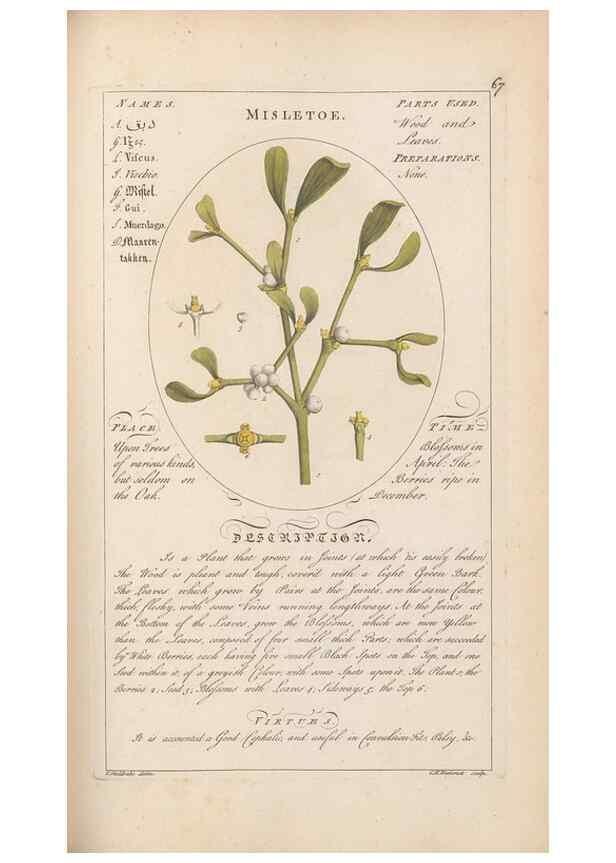 Reproducción/Reproduction 49788397657: Botanicum medicinale :. London :Printed for J. Millan, opposite the Admiralty, Whitehall,[1768?]. 