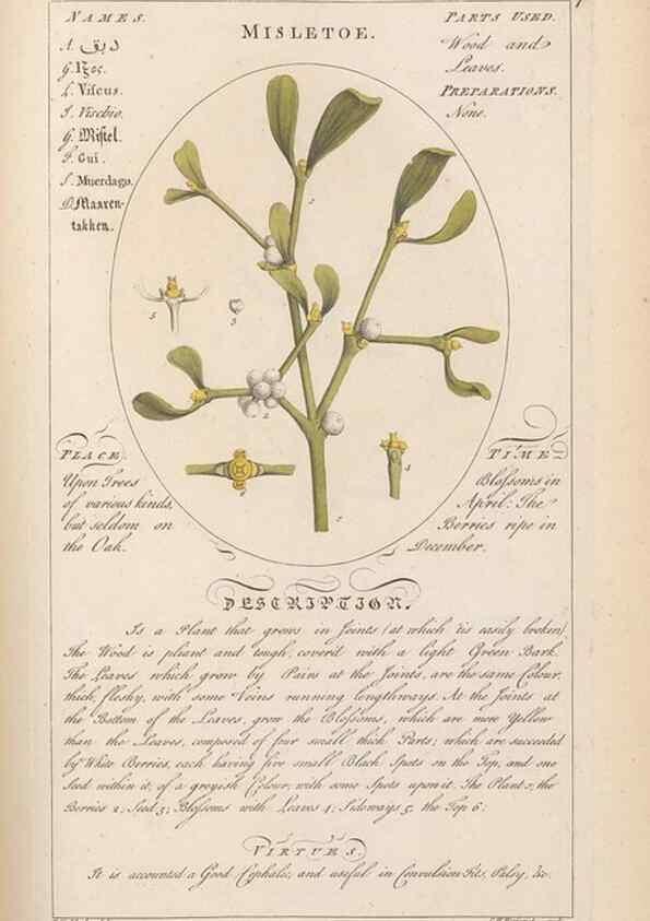 Reproducción/Reproduction 49788397657: Botanicum medicinale :. London :Printed for J. Millan, opposite the Admiralty, Whitehall,[1768?]. 