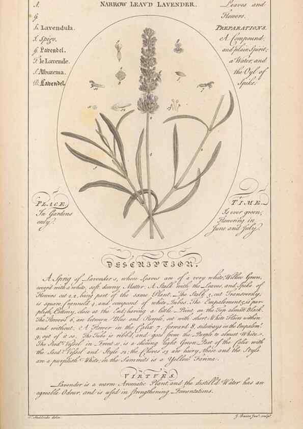 Reproducción/Reproduction 49788075661: Botanicum medicinale :. London :Printed for J. Millan, opposite the Admiralty, Whitehall,[1768?]. 