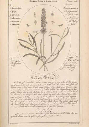 Reproducción/Reproduction 49788075661: Botanicum medicinale :. London :Printed for J. Millan, opposite the Admiralty, Whitehall,[1768?]. 