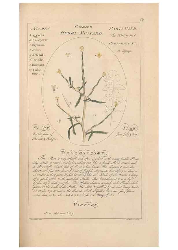 Reproducción/Reproduction 49787536848: Botanicum medicinale :. London :Printed for J. Millan, opposite the Admiralty, Whitehall,[1768?]. 