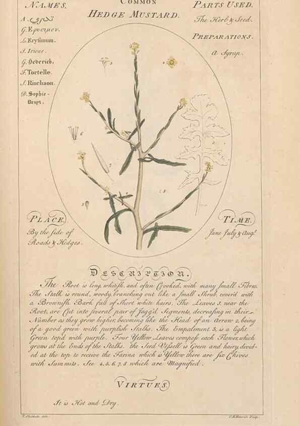 Reproducción/Reproduction 49787536848: Botanicum medicinale :. London :Printed for J. Millan, opposite the Admiralty, Whitehall,[1768?]. 