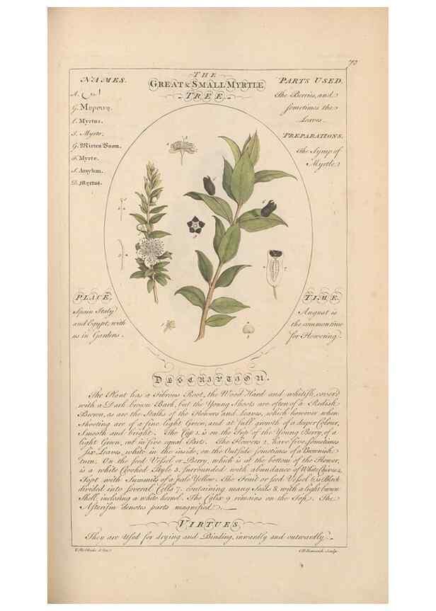 Reproducción/Reproduction 49788077766: Botanicum medicinale :. London :Printed for J. Millan, opposite the Admiralty, Whitehall,[1768?]. 