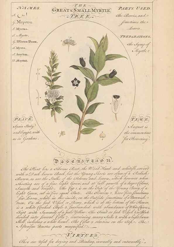 Reproducción/Reproduction 49788077766: Botanicum medicinale :. London :Printed for J. Millan, opposite the Admiralty, Whitehall,[1768?]. 