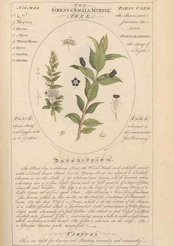 Reproducción/Reproduction 49788077766: Botanicum medicinale :. London :Printed for J. Millan, opposite the Admiralty, Whitehall,[1768?]. 
