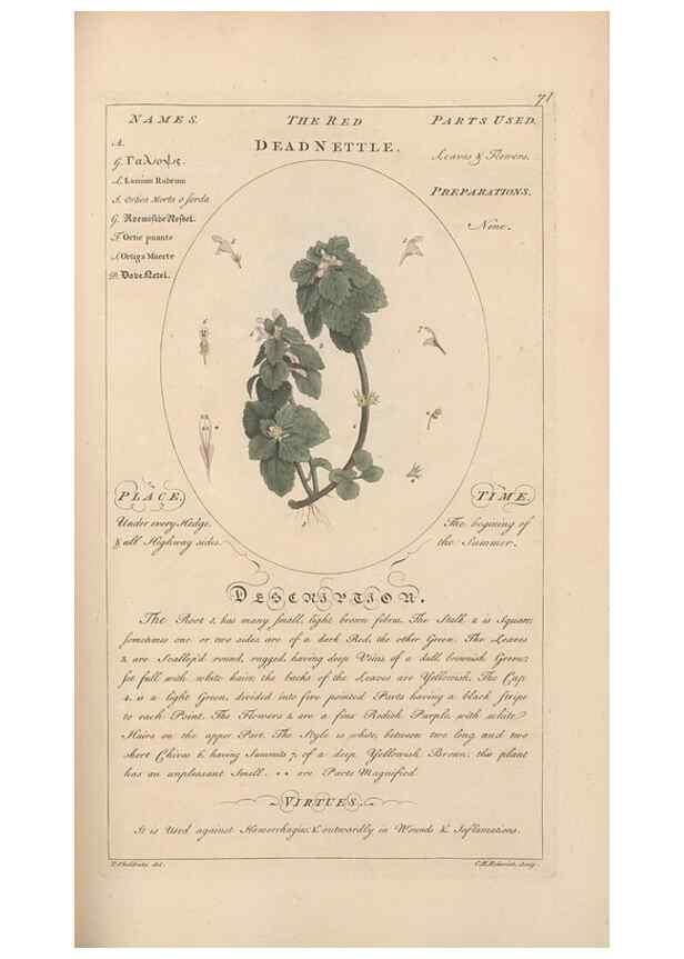 Reproducción/Reproduction 49787537363: Botanicum medicinale :. London :Printed for J. Millan, opposite the Admiralty, Whitehall,[1768?]. 