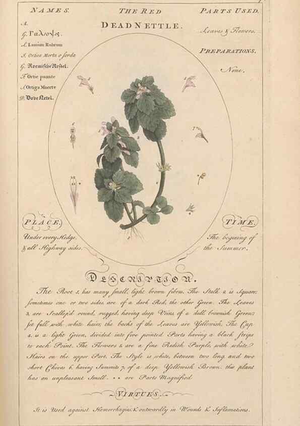 Reproducción/Reproduction 49787537363: Botanicum medicinale :. London :Printed for J. Millan, opposite the Admiralty, Whitehall,[1768?]. 
