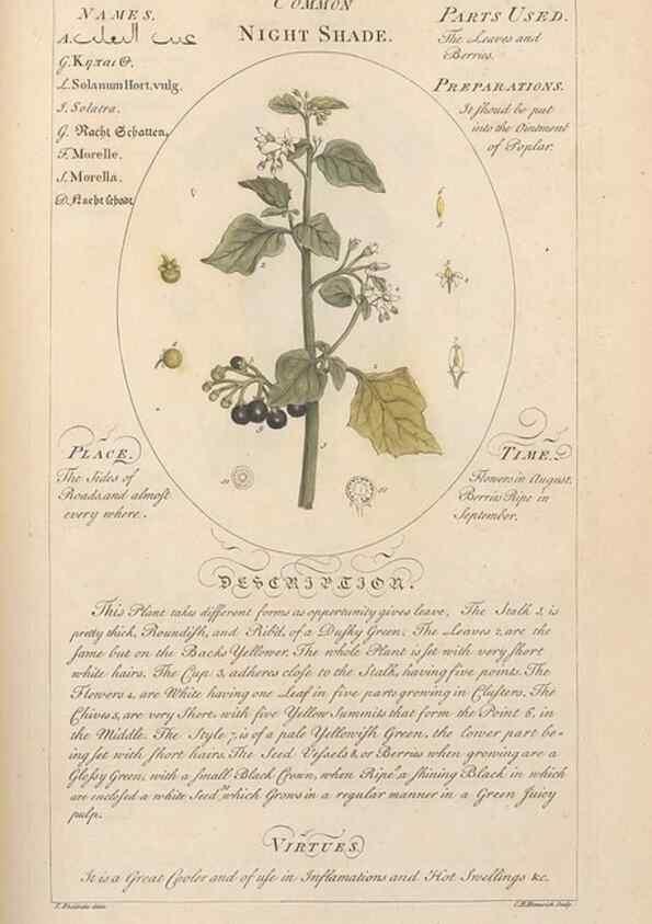 Reproducción/Reproduction 49788078186: Botanicum medicinale :. London :Printed for J. Millan, opposite the Admiralty, Whitehall,[1768?]. 
