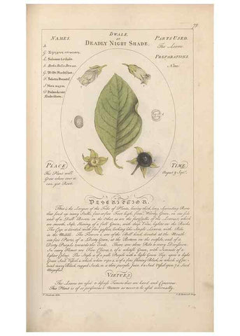 Reproducción/Reproduction 49788078471: Botanicum medicinale :. London :Printed for J. Millan, opposite the Admiralty, Whitehall,[1768?]. 