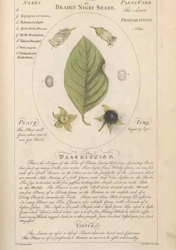 Reproducción/Reproduction 49788078471: Botanicum medicinale :. London :Printed for J. Millan, opposite the Admiralty, Whitehall,[1768?]. 