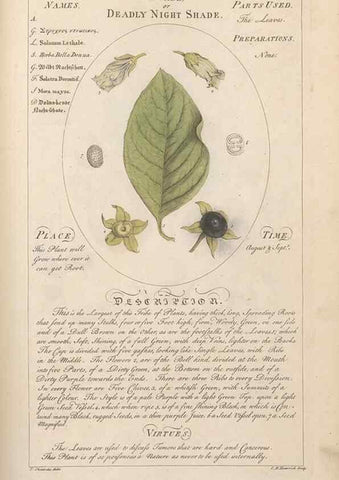 Reproducción/Reproduction 49788078471: Botanicum medicinale :. London :Printed for J. Millan, opposite the Admiralty, Whitehall,[1768?]. 