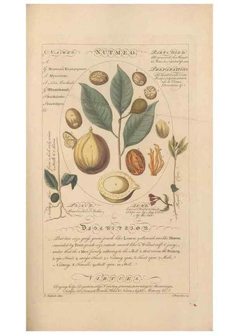 Reproducción/Reproduction 49788078631: Botanicum medicinale :. London :Printed for J. Millan, opposite the Admiralty, Whitehall,[1768?]. 