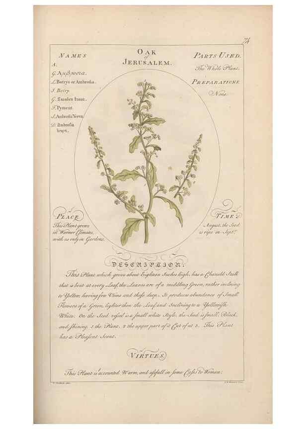 Reproducción/Reproduction 49788078781: Botanicum medicinale :. London :Printed for J. Millan, opposite the Admiralty, Whitehall,[1768?]. 