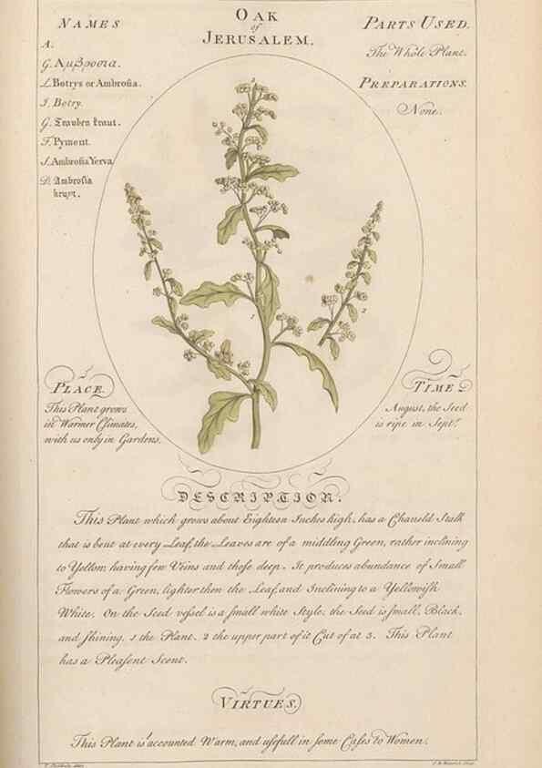 Reproducción/Reproduction 49788078781: Botanicum medicinale :. London :Printed for J. Millan, opposite the Admiralty, Whitehall,[1768?]. 