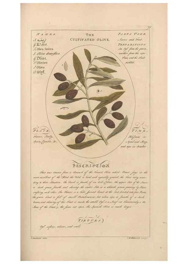 Reproducción/Reproduction 49787538318: Botanicum medicinale :. London :Printed for J. Millan, opposite the Admiralty, Whitehall,[1768?]. 