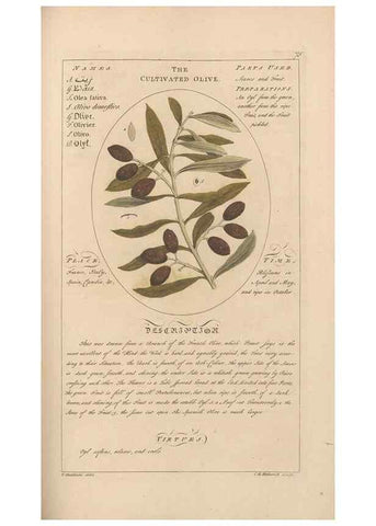 Reproducción/Reproduction 49787538318: Botanicum medicinale :. London :Printed for J. Millan, opposite the Admiralty, Whitehall,[1768?]. 