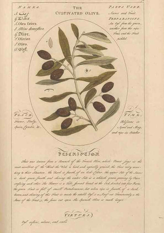 Reproducción/Reproduction 49787538318: Botanicum medicinale :. London :Printed for J. Millan, opposite the Admiralty, Whitehall,[1768?]. 